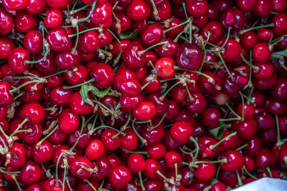 Freshly picked red cherries in early summer