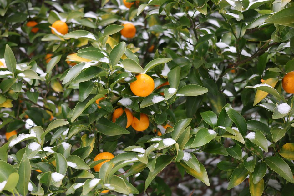 Oranges on a winter tree dusted with snow